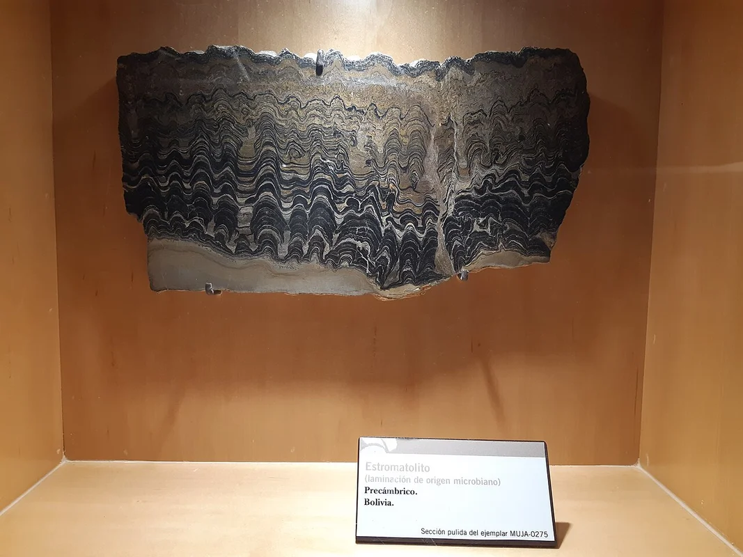 Stromatolites built by ancient cyanobacteria