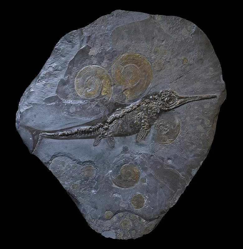 Convergent body forms in unrelated animals