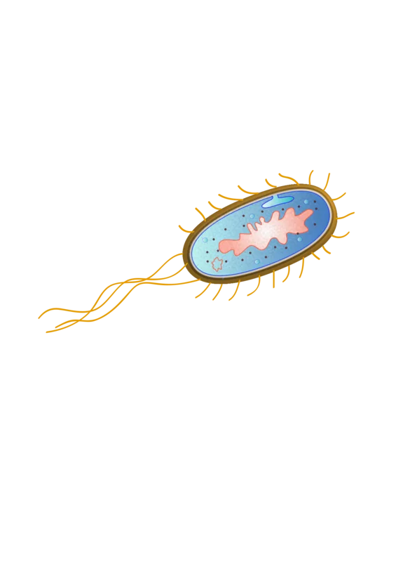 Bacteria that exchange genetic material