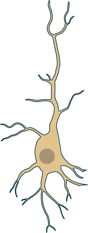 Neurons in the cerebral cortex
