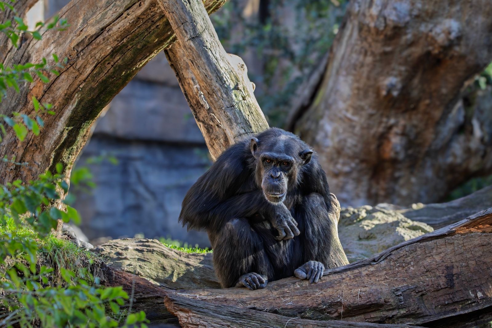 A chimpanzee in woodland, similar to the wooded settings where early hominins first became bipedal
