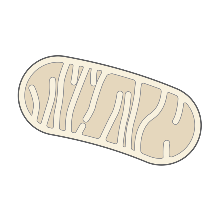 Endosymbiosis theory explained: a mitochondrion, the organelle that descended from an ancient free-living bacterium engulfed by a host cell